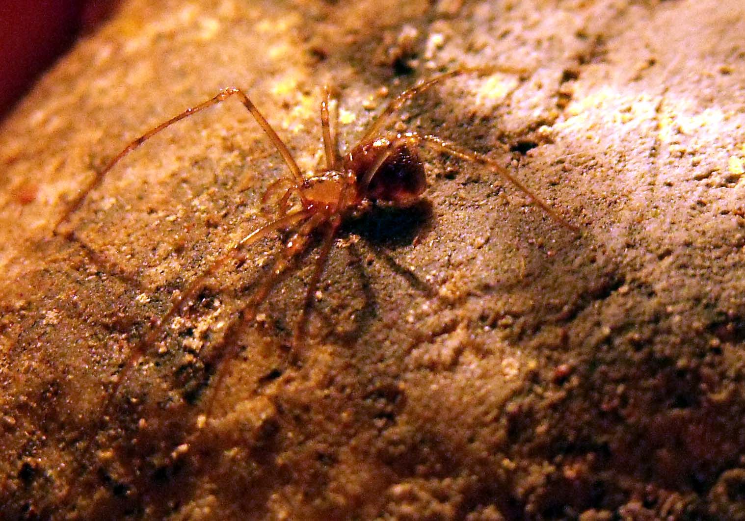 Nesticus sp. - Grotta dei Bambocci, Alatri (FR)